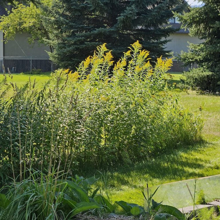 Goldenrod is made for sniffles from the weather.