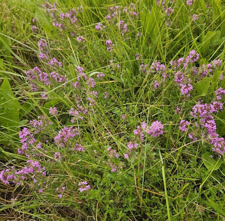 While we're doing other tasks in the garden, some plants are growing wild!